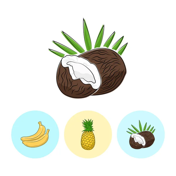 Fruit Icons, Coconut, Pineapple, Banana — стоковый вектор