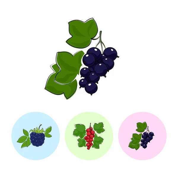 水果图标, 黑醋栗, 浆果, 黑莓 — 图库矢量图片