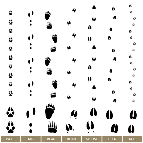 Animal Track, Vector — Stock Vector