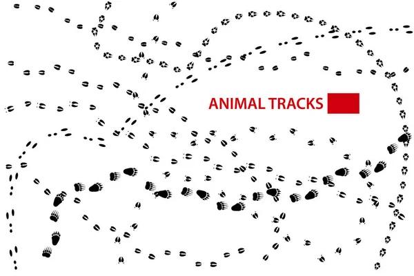 Animal Tracks, Vector — Stock Vector