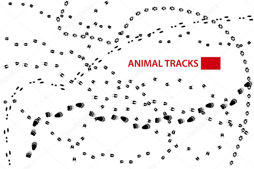 Animal Tracks, Vector