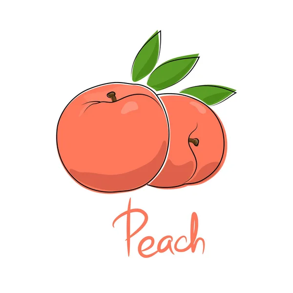 Peach isolated on white background — Stock Vector