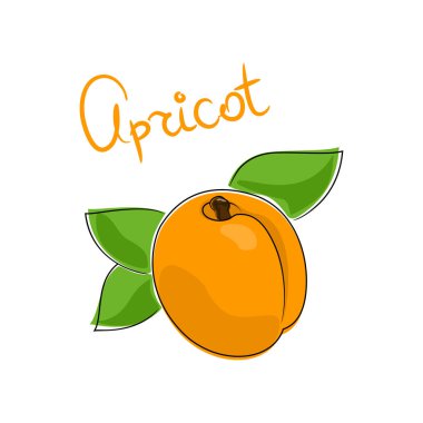 Kayısı beyaz arkaplanda izole edildi