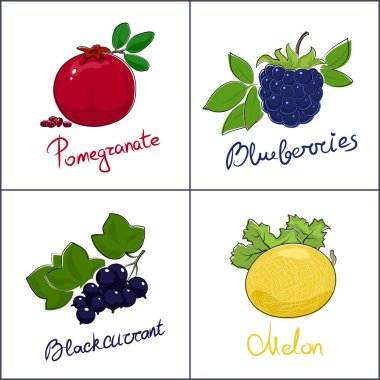 Meyve, böğürtlen, kuşüzümü, nar ve kavun, vektör illüstrasyonlu beyaz arka planda izole meyveler.