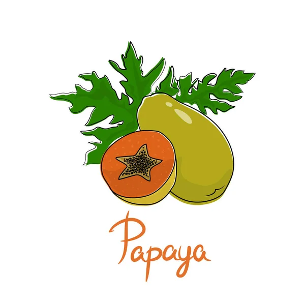 Pawpaw Text Papaya Tropical Fruit Isolated White Background Vector Illustration — стоковый вектор