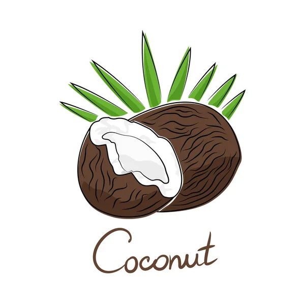 Coco Castanho Texto Coco Fruta Tropical Isolada Sobre Fundo Branco —  Vetores de Stock