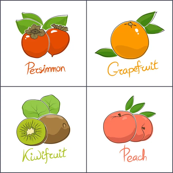 一组热带水果 在白色的背景上被分离出来 其名称为水果 柿子和桃 猕猴桃和柑橘柚子 病媒图解 — 图库矢量图片
