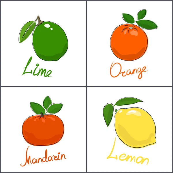 一组柑橘类水果 在白色背景上分离 其名称为水果 甘露糖和柠檬 病媒图解 — 图库矢量图片