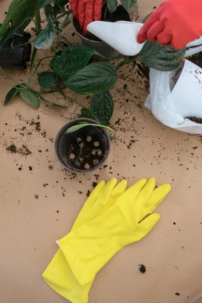 Evdeki bitkileri lastik bahçe eldivenleriyle yeniden eken bir kız. İlkbaharda bitkileri yeni saksılara nakletmek. Bitkilerin bakımı. Eski toprağın bitki köklerini temizle. Ev bahçesi.