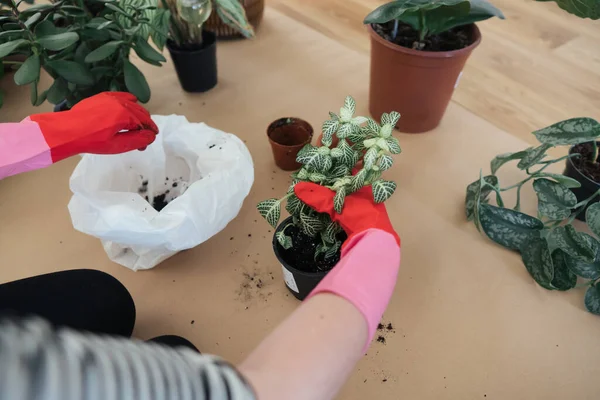 Girl replanting plants at home on the floor in rubber gardening gloves. Transplanting plants into new pots in spring time. Care of plants. Clean the plant roots from the old soil. Home garden.