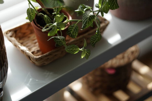 Young Green Plant Pot Morning Light Closeup Stock Picture