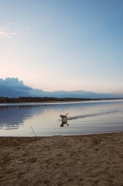 Mutlu bir köpek ya da köpek koşan bir göl manzarası. Gün batımında bulutlu güzel bir gökyüzü. Kumsal. Boş zaman. Salgın sırasında boş zaman COVID-19 koronavirüs ve karantina.