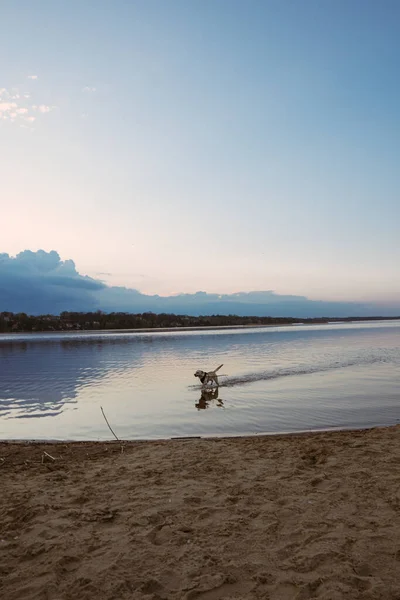 Mutlu bir köpek ya da köpek koşan bir göl manzarası. Gün batımında bulutlu güzel bir gökyüzü. Kumsal. Boş zaman. Salgın sırasında boş zaman COVID-19 koronavirüs ve karantina.