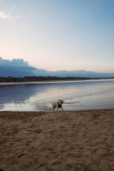 Mutlu bir köpek ya da köpek koşan bir göl manzarası. Gün batımında bulutlu güzel bir gökyüzü. Kumsal. Boş zaman. Salgın sırasında boş zaman COVID-19 koronavirüs ve karantina.