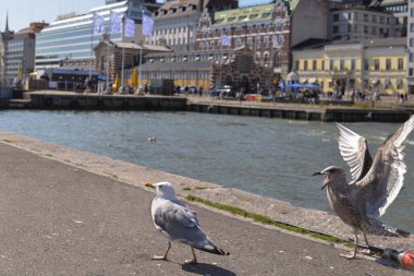  Sahilde arka planda Helsinki limanında iki martı var. Bir martı gider, ikincisi ona bağırır. Boşanma kavramı, ayrılık..