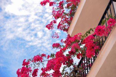 Gökyüzüne karşı bir balkondan sarkan kırmızı begonvil çiçekleri.