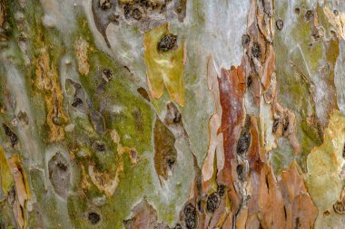 Uçak ağacı ya da çınar ağacı kabuğunun yüzey desenini kapatın. Doğal yeşil, sarı, gri ve kahverengi benekli platanus ağacı kabuğu. Kamuflaj arkaplanı.
