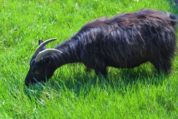 Black Goat Eats Grass Green Meadow Sunny Day — Stock Photo, Image