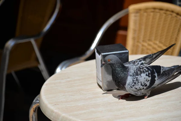 Dove Sits Table Street Cafe Background Empty Cafe — Stock Photo, Image