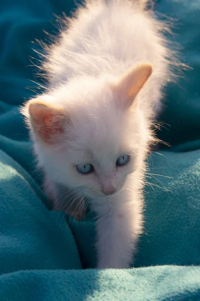 Chaton Blanc Avec Des Yeux Bleus Sur Fond Couleur Aquamenth — Photo