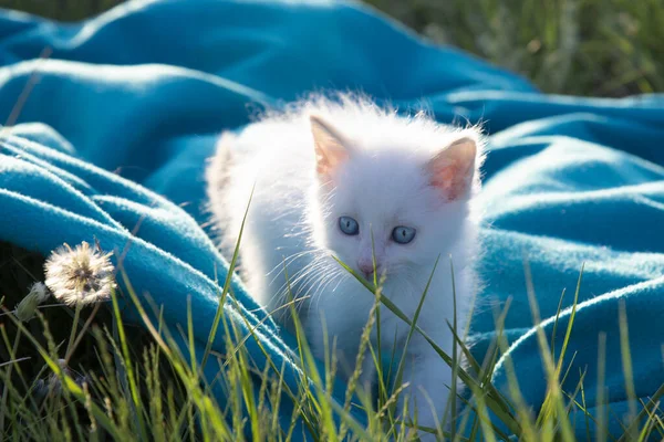 Маленький Белый Котенок Голубыми Глазами Синем Одеяле Зеленой Траве — стоковое фото