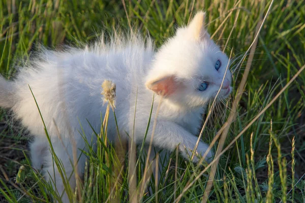 Small White Kitten Blue Eyes Green Grass Bites Blade Grass — Stock Photo, Image