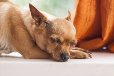 Chihuahua pencere pervazında uyur. 