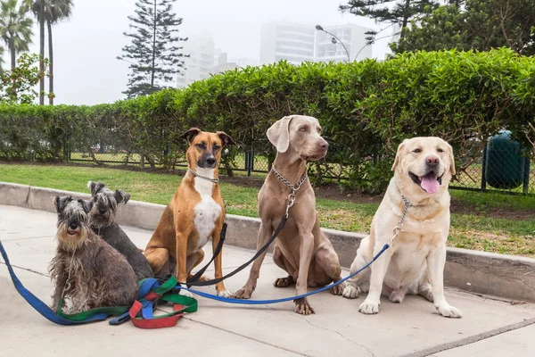 Dogs of different breeds for a walk