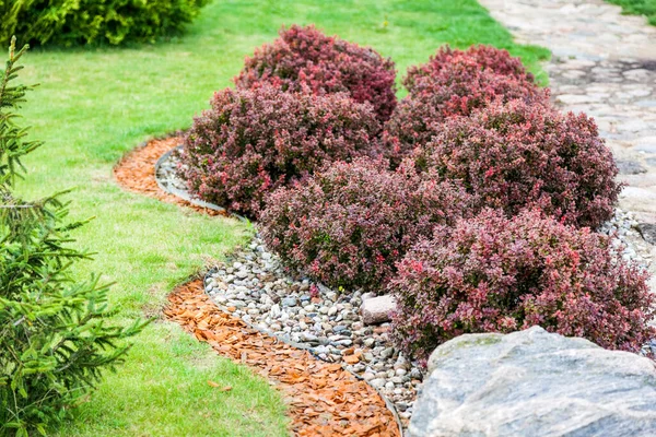 Hemispherical Shrubs Landscaping — Stock Photo, Image