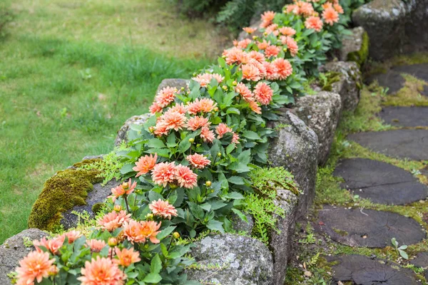 Stone flower bed with asters in the garden