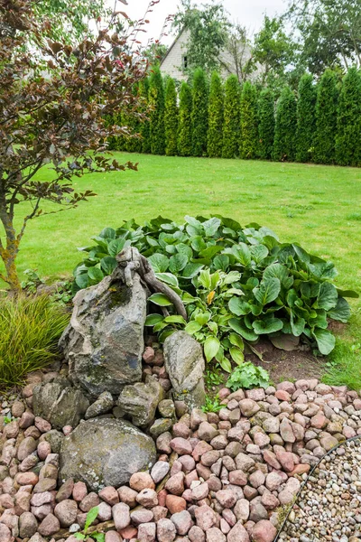 Landscaping Territory Garden Lawn Hedge — Stock Photo, Image