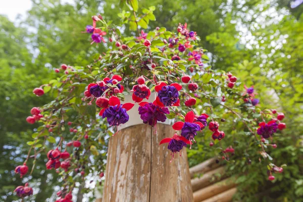 Beautiful Fuchsia Flowers Garden Selective Soft Focus — Stock Photo, Image