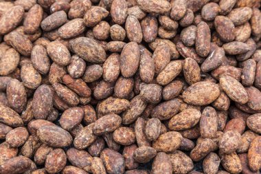 Çikolata, kakao yağı, toz ve içecek üretiminde kullanılan kakao bitkilerinin meyveleri. 