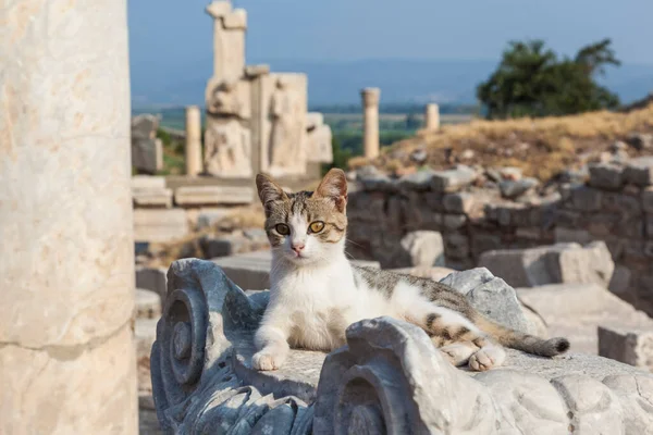 Μια Χαριτωμένη Γάτα Βρίσκεται Ρωμαϊκές Κολώνες Στην Αρχαία Πόλη Της — Φωτογραφία Αρχείου