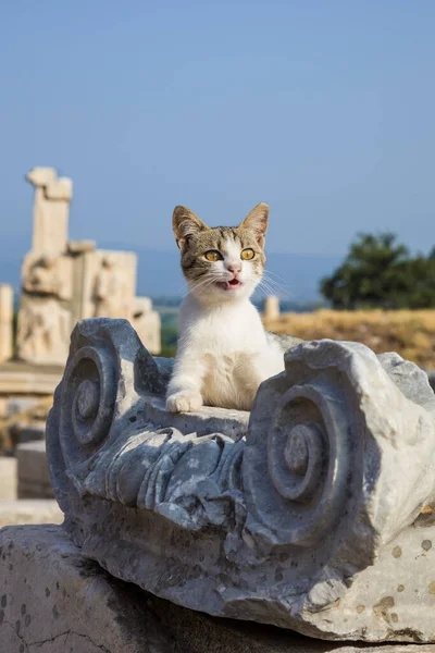 Χαριτωμένη Γάτα Βρίσκεται Ρωμαϊκές Κολώνες Στην Αρχαία Πόλη Της Εφέσου — Φωτογραφία Αρχείου