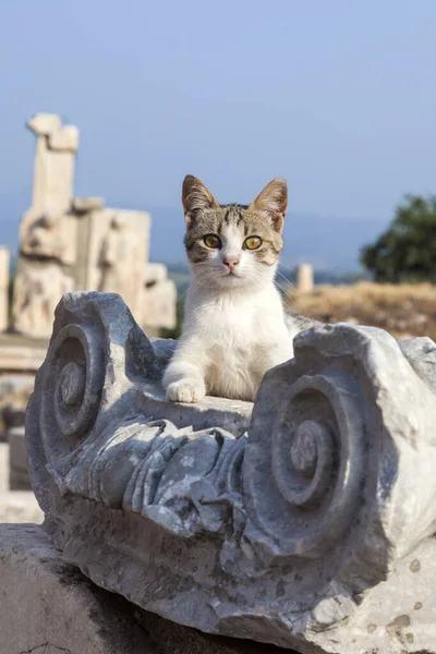 Leuke Kat Ligt Romeinse Zuilen Oude Stad Efeze Turkije — Stockfoto