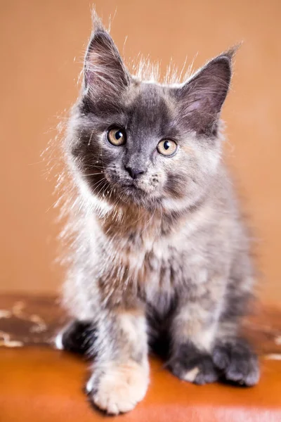 かわいいメインコーンの子猫 — ストック写真