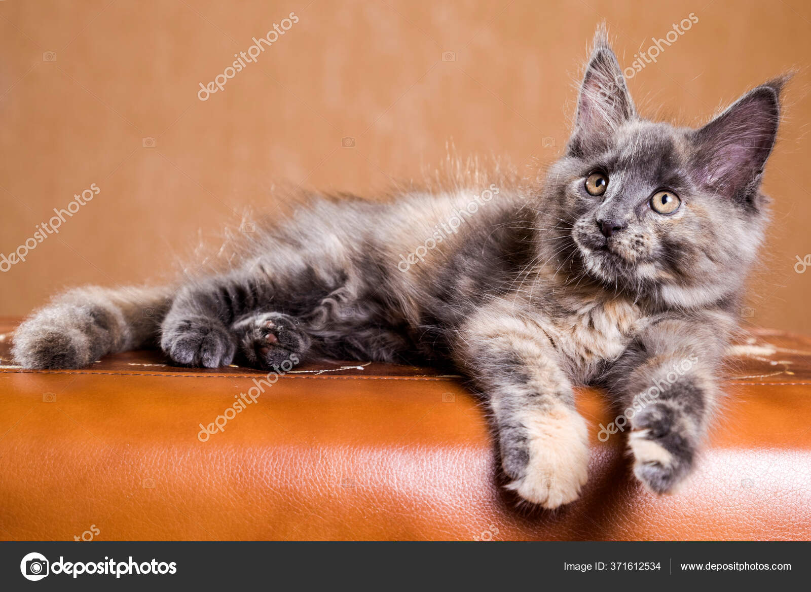 Mignon Maine Coon Chaton Image Libre De Droit Par Pixbull C