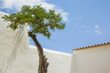 Ibiz adasında akasya ağacı