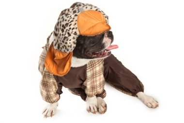 Su geçirmez ceketli ve şapkalı bir bulldog oturuyor.