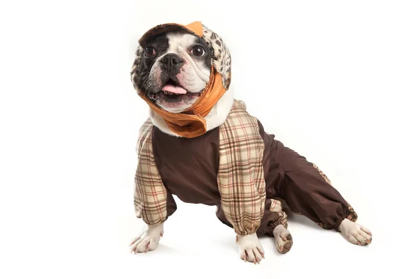 Sitting Bulldog Waterproof Jacket Hat — Stock Photo, Image