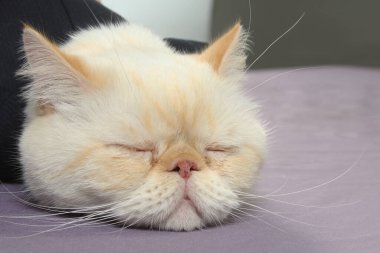 Pers kedisi yorgun, başını yere eğ ve gözlerini kapat.