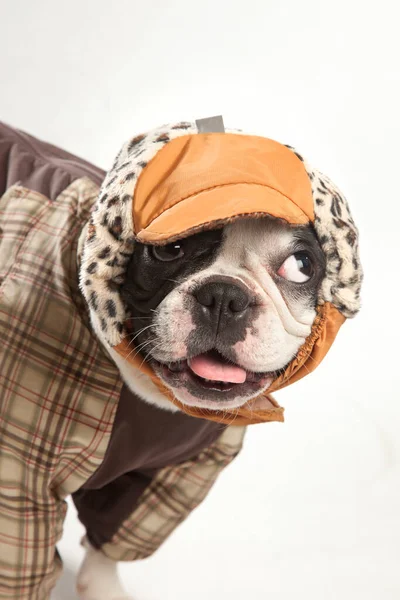 Visage Bouledogue Dans Une Veste Imperméable Chapeau — Photo