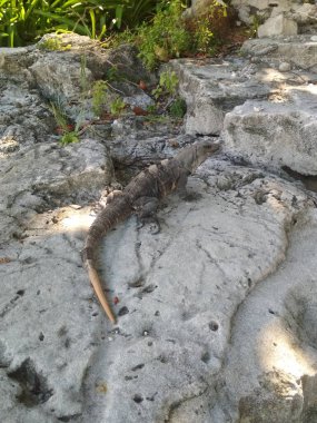 Cancun sahilinin yakınında uyuyan büyük iguana.
