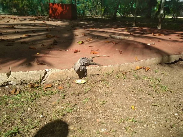 Komik Iguana Hindistan Cevizine Bakıyor — Stok fotoğraf