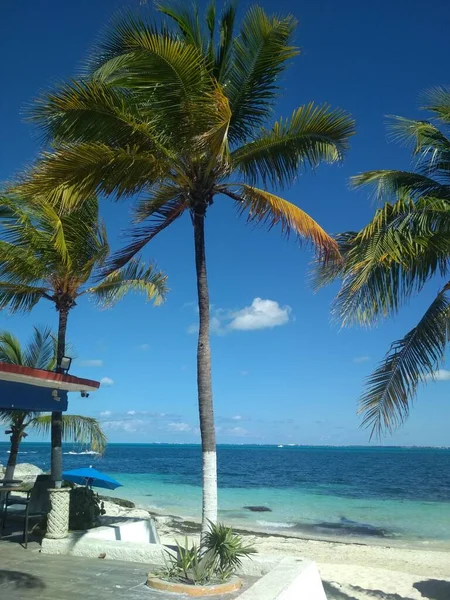 Palmera Solitaria Contra Océano — Foto de Stock