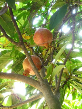 Ağaçta nar meyvesi