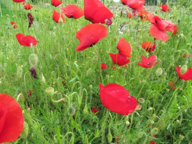 Yeşil çimlerle çevrili parlak gelincik çiçekleri.