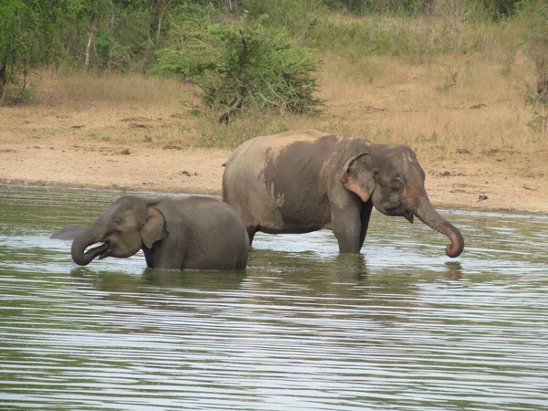 Éléphant Sauvage Dans Eau Sri Lanka — Photo