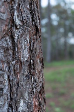 Bir ağacın çatırdayan kabuğuna yakın.